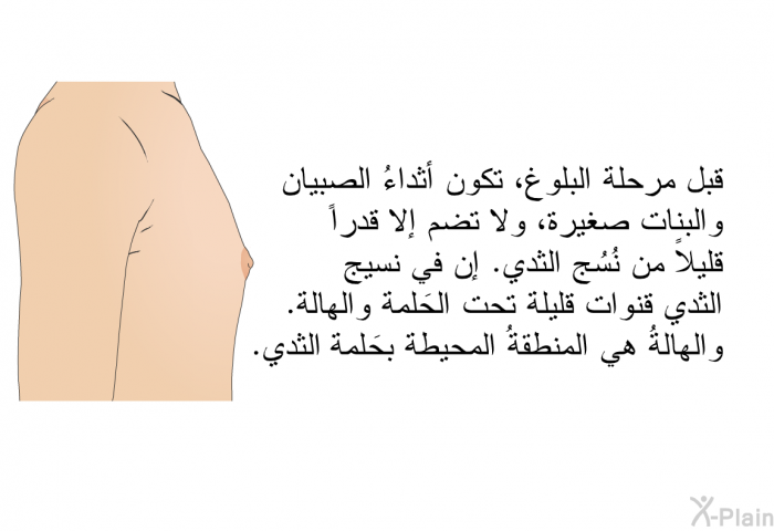 قبل مرحلة البلوغ، تكون أثداءُ الصبيان والبنات صغيرة، ولا تضم إلا قدراً قليلاً من نُسُج الثدي. إن في نسيج الثدي قنوات قليلة تحت الحَلمة والهالة. والهالةُ هي المنطقةُ المحيطة بحَلمة الثدي.