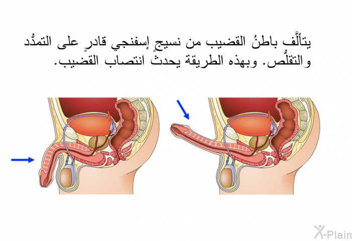 يتألَّف باطنُ القضيب من نسيجٍ إسفنجي قادرٍ على التمدُّد والتقلُّص. وبهذه الطريقة يحدث انتصاب القضيب.