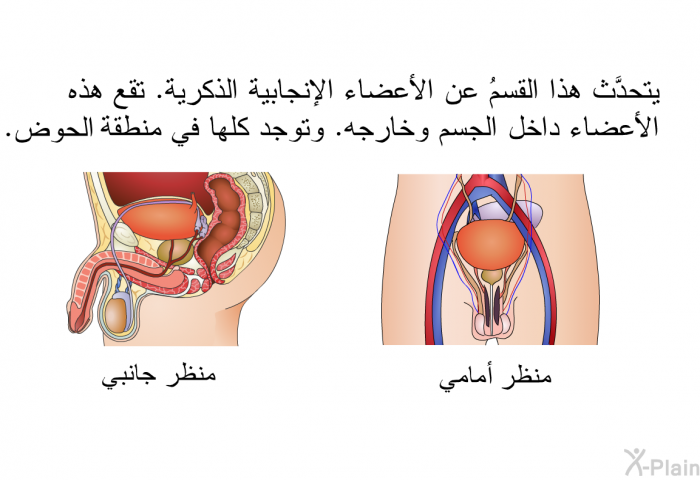 يتحدَّث هذا القسمُ عن الأعضاء الإنجابية الذكرية. تقع هذه الأعضاء داخل الجسم وخارجه. وتوجد كلها في منطقة الحوض.