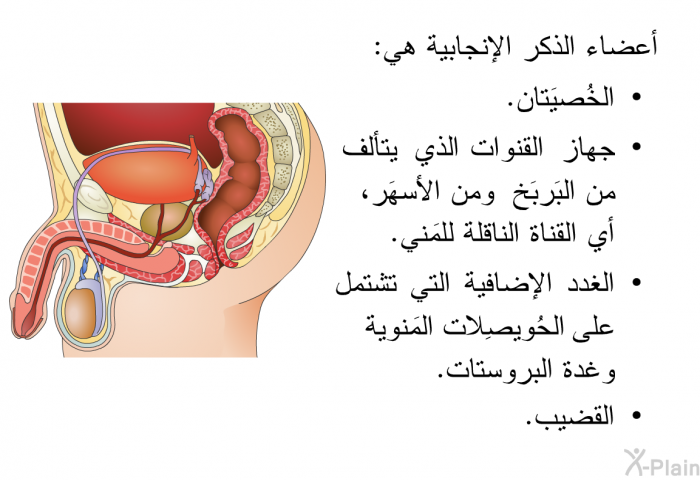 أعضاء الذكر الإنجابية هي:   الخُصيَتان.  جهاز القنوات الذي يتألف من البَربَخ ومن الأسهَر، أي القناة الناقلة للمَني.  الغدد الإضافية التي تشتمل على الحُويصِلات المَنوية وغدة البروستات.  القضيب.