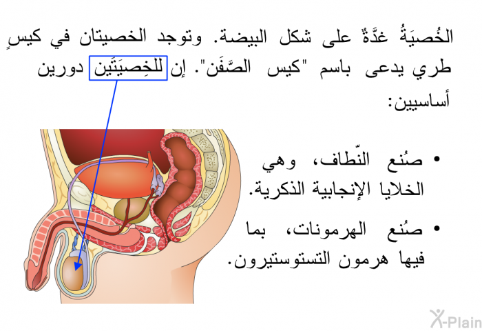 الخُصيَةُ غدَّةٌ على شكل البيضة. وتوجد الخصيتان في كيسٍ طري يدعى باسم "كيس الصَّفَن". إن للخِصيَتَين دورين أساسيين:   صُنع النّطاف، وهي الخلايا الإنجابية الذكرية.  صُنع الهرمونات، بما فيها هرمون التستوستيرون.