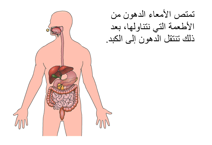 تمتص الأمعاء الدهون من الأطعمة التي نتناولها، بعد ذلك تنتقل الدهون إلى الكبد.