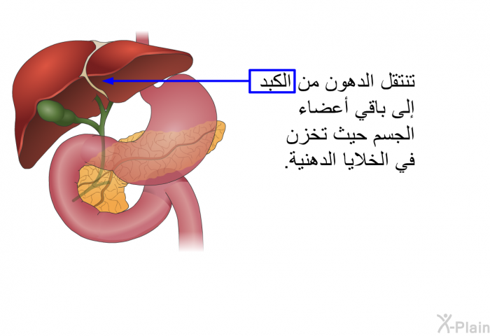 تنتقل الدهون من الكبد إلى باقي أعضاء الجسم حيث تخزن في الخلايا الدهنية.