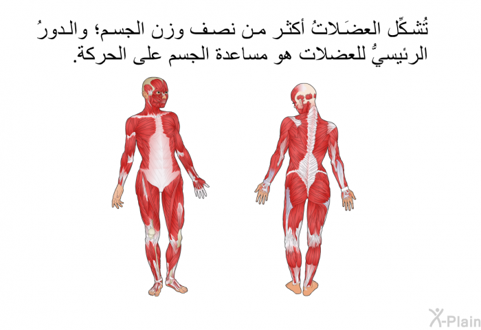 تُشكِّل العضَلاتُ أكثر من نصف وزن الجسم؛ والدورُ الرئيسيُّ للعضلات هو مساعدة الجسم على الحركة.