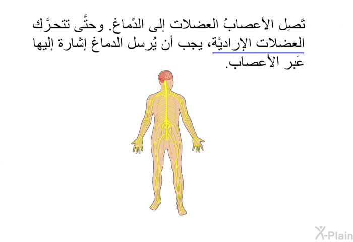 تَصِل الأعصابُ العضلات إلى الدِّماغ. وحتَّى تتحرَّك العضلات الإراديَّة، يجب أن يُرسل الدماغ إشارة إليها عَبر الأعصاب.