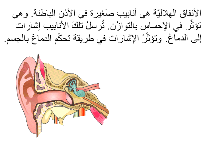 الأنفاق الهلاليّة هي أنابيب صَغيرة في الأذن الباطنة. وهي تؤثّر في الإحساس بالتوازُن. تُرسلُ تلكَ الأنابيب إشارات إلى الدماغ. وتؤثّرُ الإشارات في طريقة تحكّم الدماغ بالجسم.