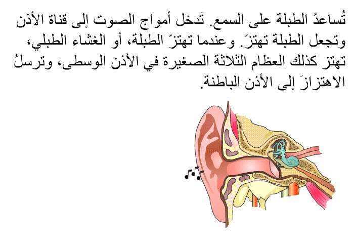 تُساعدُ الطبلة على السمع. تَدخل أمواج الصوت إلى قناة الأذن وتجعل الطبلة تهتزّ. وعندما تهتزّ الطبلة، أو الغشاء الطبلي، تهتز كذلك العظام الثلاثة الصغيرة في الأذن الوسطى، وترسلُ الاهتزازَ إلى الأذن الباطنة.