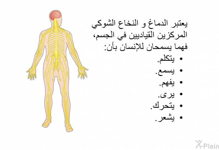 يعتبر الدماغ و النخاع الشوكي المركزين القياديين في الجسم، فهما يسمحان للإنسان بأن:  يتكلم. يسمع. يفهم. يرى. يتحرك. يشعر.