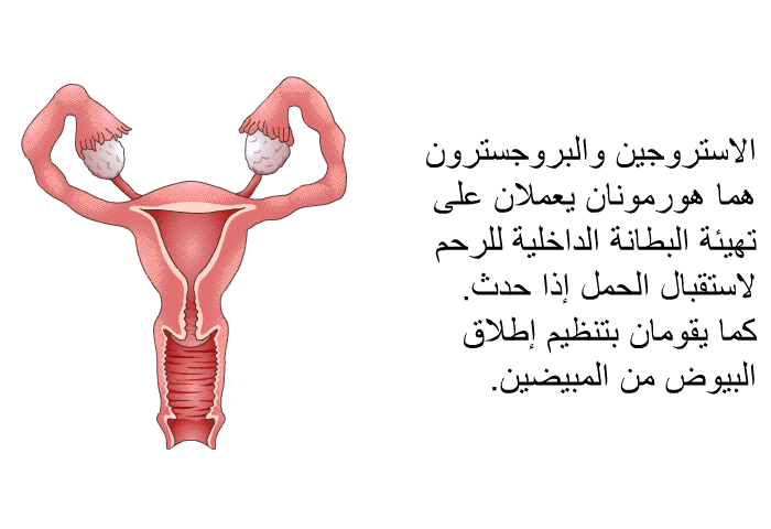 الاستروجين والبروجسترون هما هورمونان يعملان على تهيئة البطانة الداخلية للرحم لاستقبال الحمل إذا حدث. كما يقومان بتنظيم إطلاق البيوض من المبيضين.