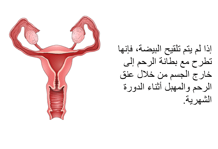 إذا لم يتم تلقيح البيضة، فإنها تطرح مع بطانة الرحم إلى خارج الجسم من خلال عنق الرحم والمهبل أثناء الدورة الشهرية.