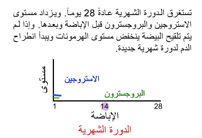 تستغرق الدورة الشهرية عادةً 28 يوماً. ويزداد مستوى الاستروجين والبروجسترون قبل الإباضة وبعدها. وإذا لم يتم تلقيح البيضة ينخفض مستوى الهرمونات ويبدأ انطراح الدم لدورة شهرية جديدة.