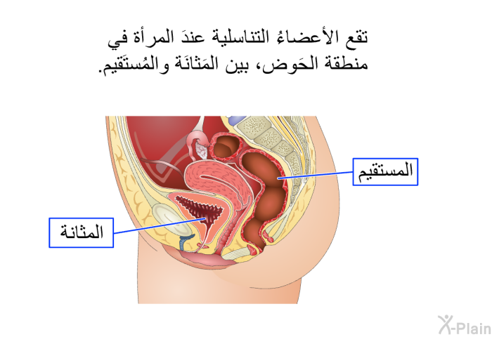 تقع الأعضاءُ التناسلية عندَ المرأة في منطقة الحَوض، بين المَثانَة والمُستَقيم.