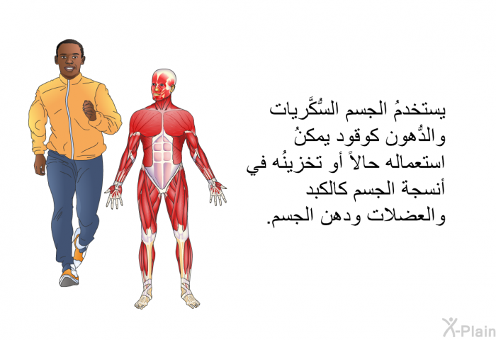 يستخدمُ الجسمُ السُّكَّريات والدُّهون كوقود يمكنُ استعماله حالاً أو تخزينُه في أنسجة الجسم كالكبدِ والعضلات ودهن الجسم.