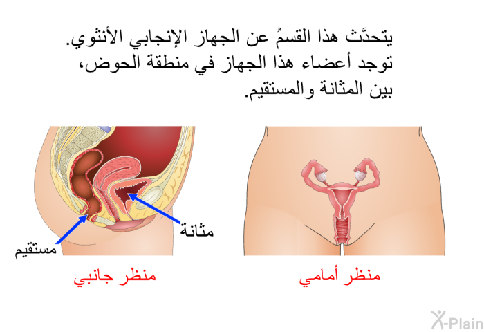 يتحدَّث هذا القسمُ عن الجهاز الإنجابي الأنثوي. توجد أعضاء هذا الجهاز في منطقة الحوض، بين المثانة والمستقيم.