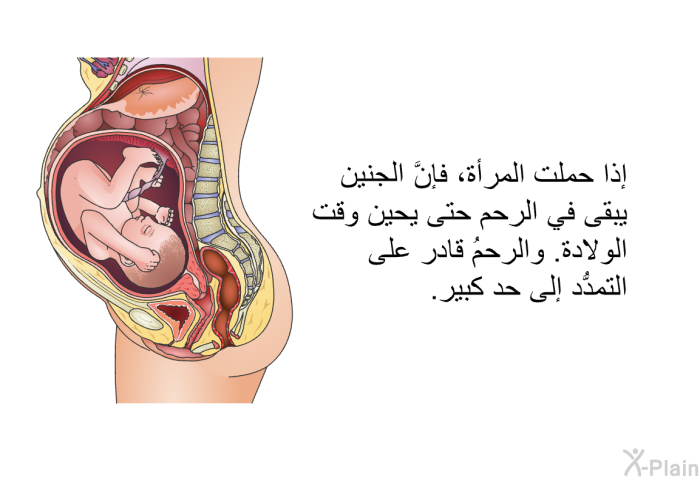 إذا حملت المرأة، فإنَّ الجنين يبقى في الرحم حتى يحين وقت الولادة. والرحمُ قادر على التمدُّد إلى حد كبير.