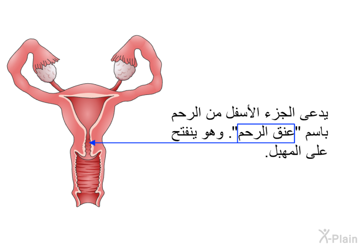 يدعى الجزء الأسفل من الرحم باسم "عنق الرحم". وهو ينفتح على المهبل.