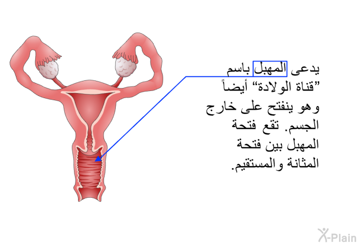 يدعى المهبل باسم "قناة الولادة" أيضاً. وهو ينفتح على الوسط الخارجي. تقع فتحة المهبل بين فتحة المثانة والمستقيم.