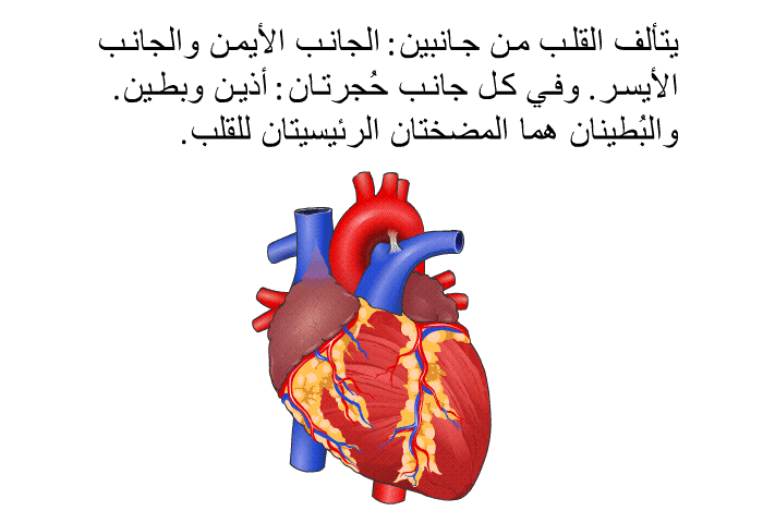 يتألف القلب من جانبين: الجانب الأيمن والجانب الأيسر. وفي كل جانب حُجرتان: أُذين وبُطَين. والبُطينان هما المضختان الرئيسيتان للقلب.