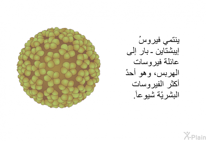 ينتمي فيروسُ إيبشتاين ـ بار إلى عائلة فيروسات الهِربِس، وهو أحدُ أكثر الفيروسات البشريَّة شيوعاً.