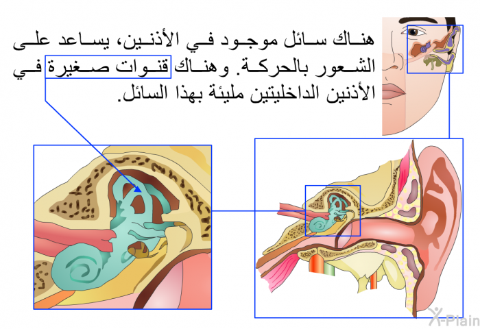 هناك سائل موجود في الأذنين، يساعد على الشعور بالحركة. وهناك قنوات صغيرة في الأذنين الداخليتين مليئة بهذا السائل.