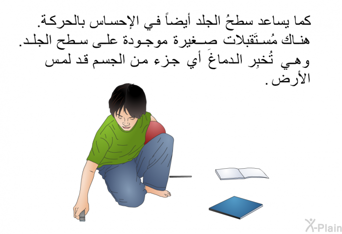 كما يساعد سطحُ الجلد أيضاً في الإحساس بالحركة. هناك مُستَقبِلات صغيرة موجودة على سطح الجلد. وهي تُخبِر الدماغ أي جزء من الجسم قد لمس الأرض.