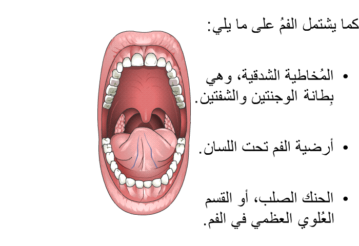 كما يشتمل الفمُ على ما يلي:  المُخاطية الشدقية، وهي بِطانة الوجنتين والشفتين. أرضية الفم تحت اللسان. الحنك الصلب، أو القسم العُلوي العظمي في الفم.