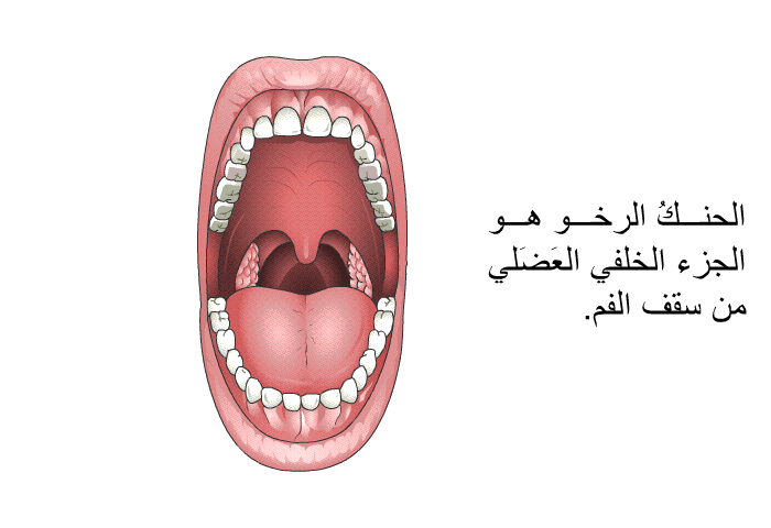 الحنكُ الرخو هو الجزء الخلفي العَضَلي من سقف الفم.