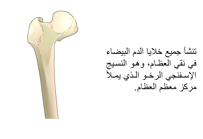 تنشأ جميع خلايا الدم البيضاء في نقي العظام، وهو النسيج الإسفنجي الرخو الذي يملأ مركز معظم العظام.
