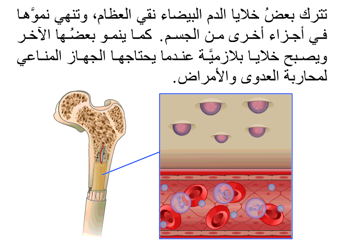 تُترك بعضُ خلايا الدم البيضاء نقي العظام، وتنهي نموَّها في أجزاء أخرى من الجسم. كما ينمو بعضُها الآخر ويصبح خلايا بلازميَّة عندما يحتاجها الجهاز المناعي لمحاربة العدوى والأمراض.