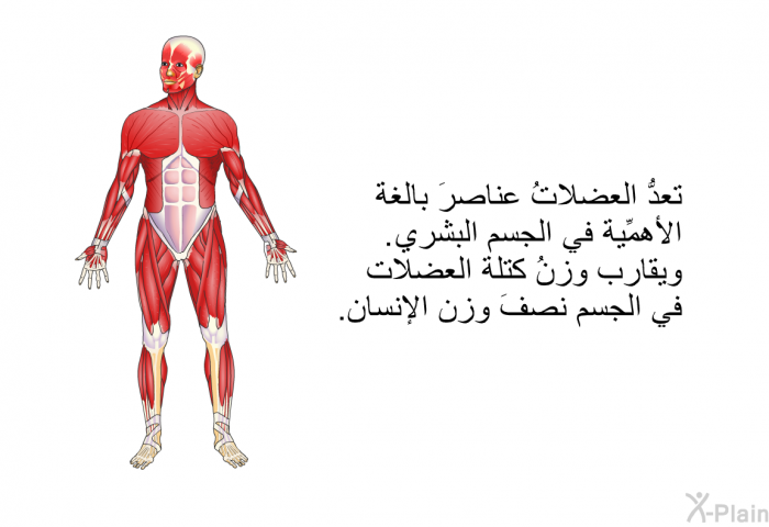 تعدُّ العضلاتُ عناصرَ بالغة الأهمِّية في الجسم البشري. ويقارب وزنُ كتلة العضلات في الجسم نصفَ وزن الإنسان.