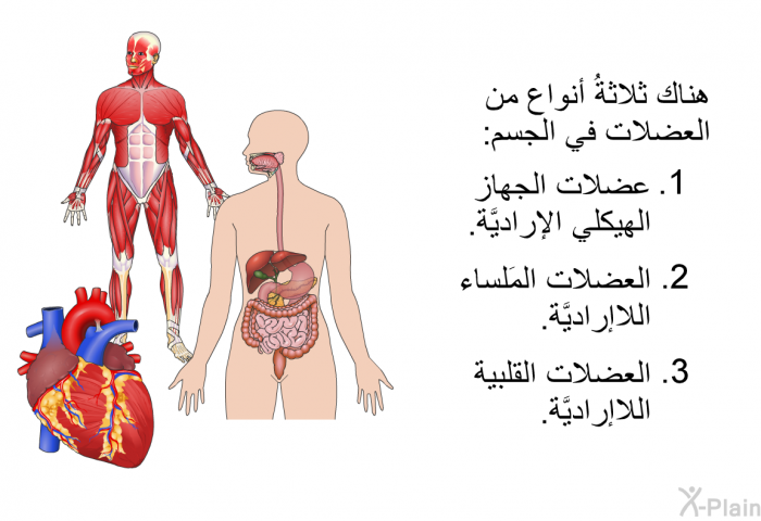 هناك ثلاثةُ أنواع من العضلات في الجسم:   عضلات الجهاز الهيكلي الإراديَّة.  العضلات المَلساء اللاإراديَّة. العضلات القلبية اللاإراديَّة.