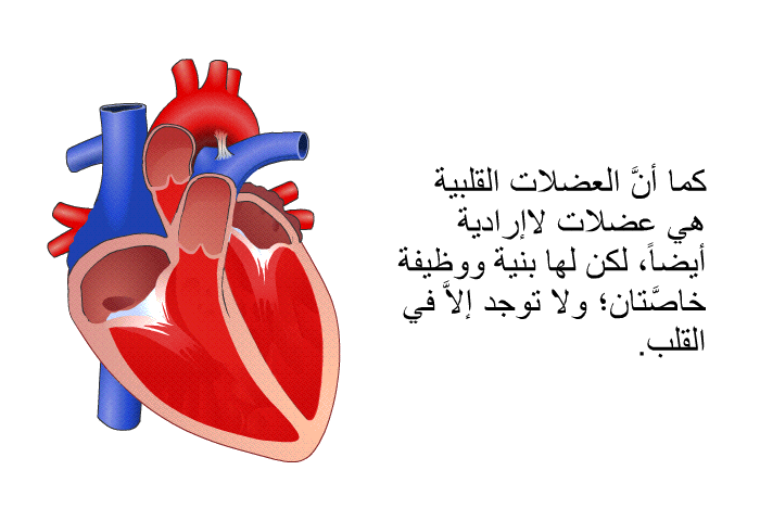 كما أنَّ العضلات القلبية هي عضلات لاإرادية أيضاً، لكن لها بنية ووظيفة خاصَّتان؛ ولا توجد إلاَّ في القلب.