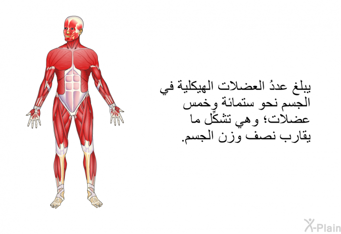 يبلغ عددُ العضلات الهيكلية في الجسم نحو ستمائة وخمس عضلات؛ وهي تشكِّل ما يقارب نصف وزن الجسم.
