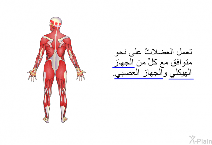 تعمل العضلاتُ على نحو متوافق مع كلٍّ من الجهاز الهيكلي والجهاز العصبي.