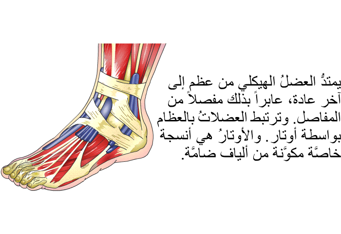 يمتدُّ العضلُ الهيكلي من عظم إلى آخر عادة، عابراً بذلك مفصلاً من المفاصل. وترتبط العضلاتُ بالعظام بواسطة أوتار. والأوتارُ هي أنسجة خاصَّة مكوَّنة من ألياف ضامَّة.
