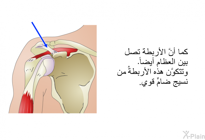 كما أنَّ الأربطةَ تصل بين العظام أيضاً. وتتكوَّن هذه الأربطةُ من نسيج ضامٍّ قوي.