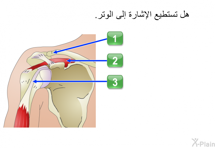 هل تستطيع الإشارة إلى الوتر.