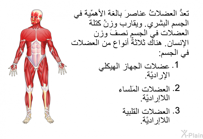 تعدُّ العضلاتُ عناصرَ بالغة الأهمِّية في الجسم البشري. ويقارب وزنُ كتلة العضلات في الجسم نصفَ وزن الإنسان. هناك ثلاثةُ أنواع من العضلات في الجسم:   عضلات الجهاز الهيكلي الإراديَّة.  العضلات المَلساء اللاإراديَّة. العضلات القلبية اللاإراديَّة.