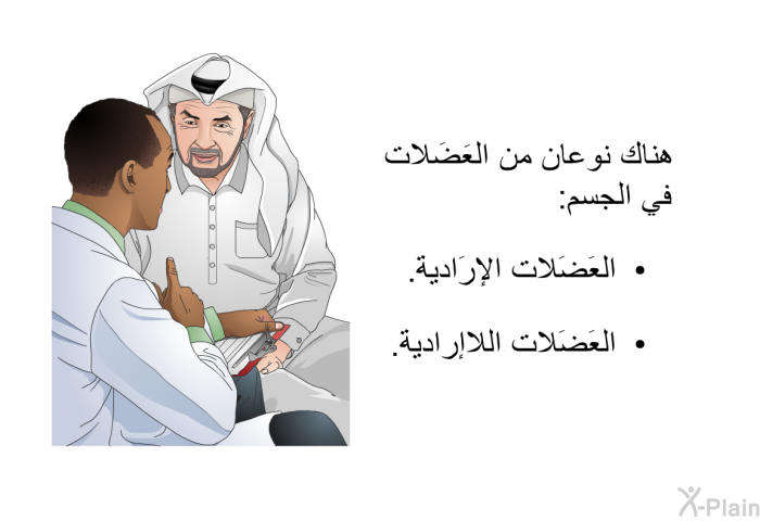 هناك نوعان من العَضَلات في الجسم:  العَضَلات الإرَادية. العَضَلات اللاإرادية.