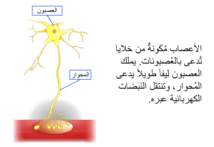 الأعصاب مُكَونةٌ من خلايا تُدعى بالعُصبونات. يملك العصبون لِيفاً طويلاً يدعى المُحوار، وتنتقل النَبَضَات الكهربائية عبره.