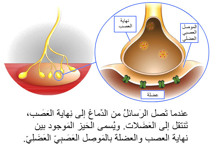 عندما تَصل الرَسائلُ من الدِّماغ إلى نِهاية العَصَب، تَنتقل إلى العَضَلات. ويُسمى الحَيز المَوجود بين نهاية العصب والعضلة بالمَوصِل العَصَبِيّ العَضَلِيّ.