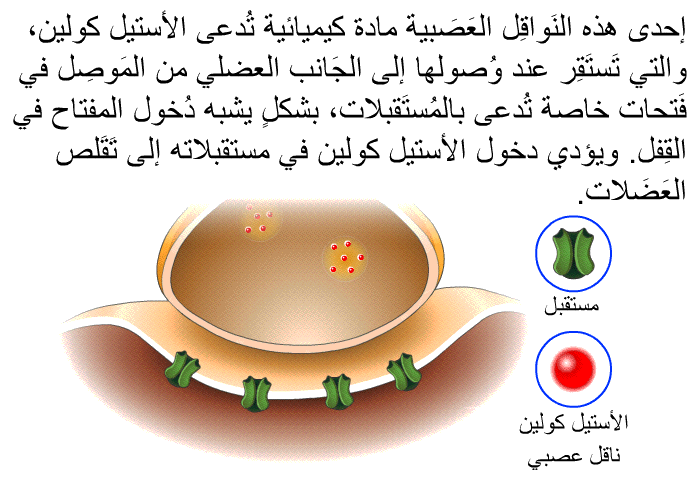 إحدى هذه النَواقِل العَصَبية مادةٌ كيميائية تُدعى الأستيل كولين، والتي تَستَقِر عند وُصولها إلى الجَانب العضلي من المَوصِل في فَتحات خاصة تُدعى بالمُستَقبلات، بشكلٍ يشبه دُخول المفتاح في القِفل. ويؤدي دخول الأستيل كولين في مستقبلاته إلى تَقَلص العَضَلات.