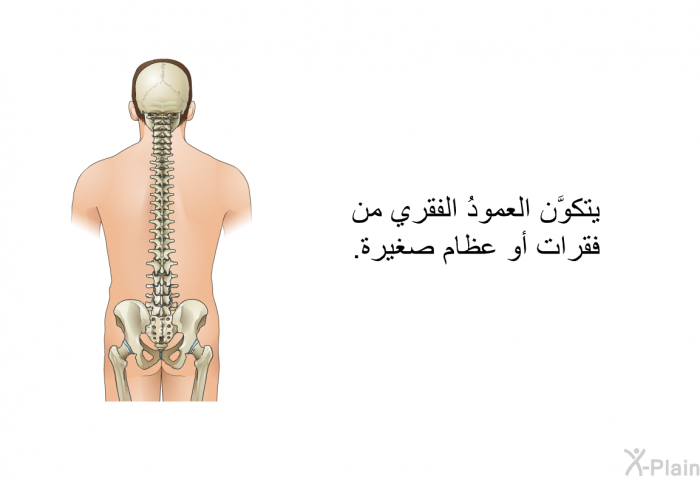 يتكوَّن العمودُ الفقري من فقرات أو عظام صغيرة.