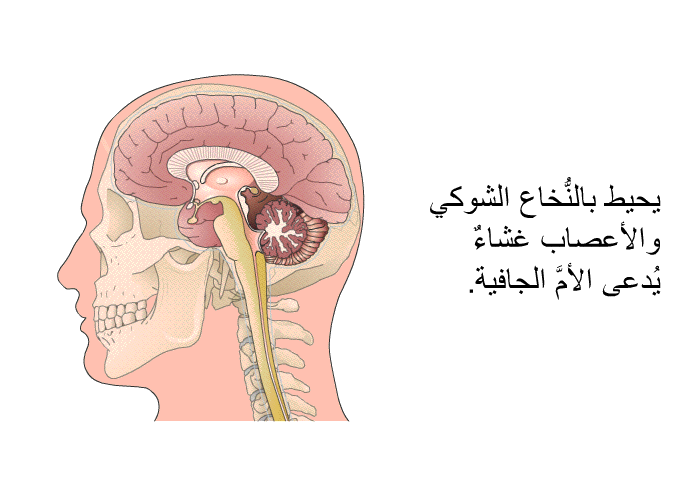 يحيط بالنُّخاع الشوكي والأعصاب غشاءٌ يُدعى الأمَّ الجافية.