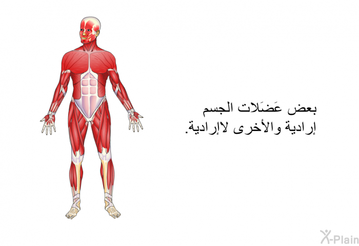 بعض عَضَلات الجسم إرادية والأخرى لاإرادية.