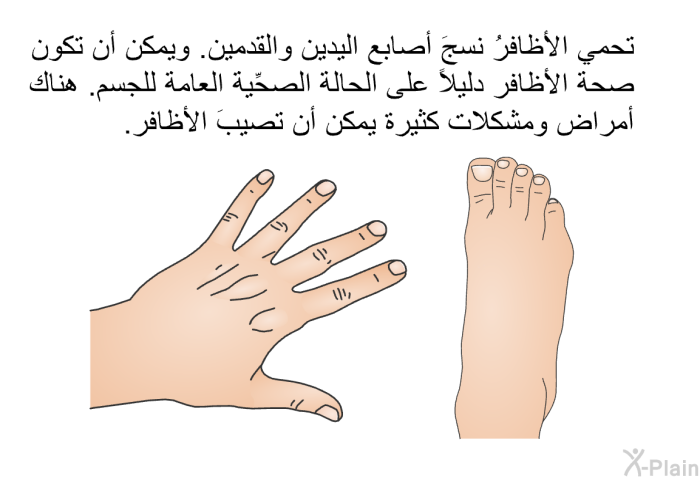 تحمي الأظافرُ نسجَ أصابع اليدين والقدمين. ويمكن أن تكون صحة الأظافر دليلاً على الحالة الصحِّية العامة للجسم. هناك أمراض ومشكلات كثيرة يمكن أن تصيبَ الأظافر.