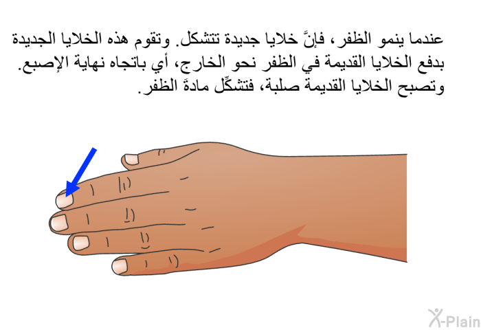 عندما ينمو الظفر، فإنَّ خلايا جديدة تتشكل. وتقوم هذه الخلايا الجديدة بدفع الخلايا القديمة في الظفر نحو الخارج، أي باتجاه نهاية الإصبع. وتصبح الخلايا القديمة صلبةً، فتشكِّل مادةَ الظفر.