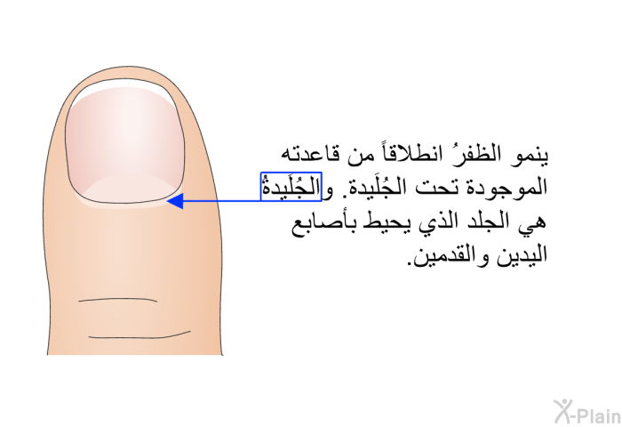 ينمو الظفرُ انطلاقاً من قاعدته الموجودة تحت الجُلَيدة. والجُلَيدةُ هي الجلد الذي يحيط بأصابع اليدين والقدمين.