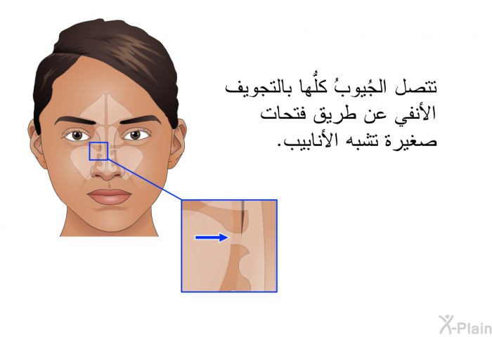 تتصل الجُيوبُ كلُّها بالتجويف الأنفي عن طريق فتحات صغيرة تشبه الأنابيب.