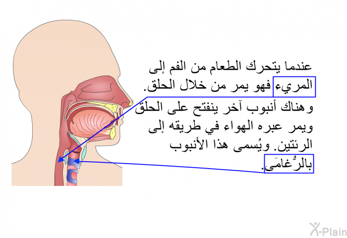 عندما يتحرَّك الطعامُ من الفم إلى المريء، فهو يمرُّ من خلال الحلق. وهناك أنبوبٌ آخر ينفتح على الحلق، ويمرُّ عبره الهواء في طريقه إلى الرئتين. ويُسمَّى هذا بالأنبوب الرُّغامَى.